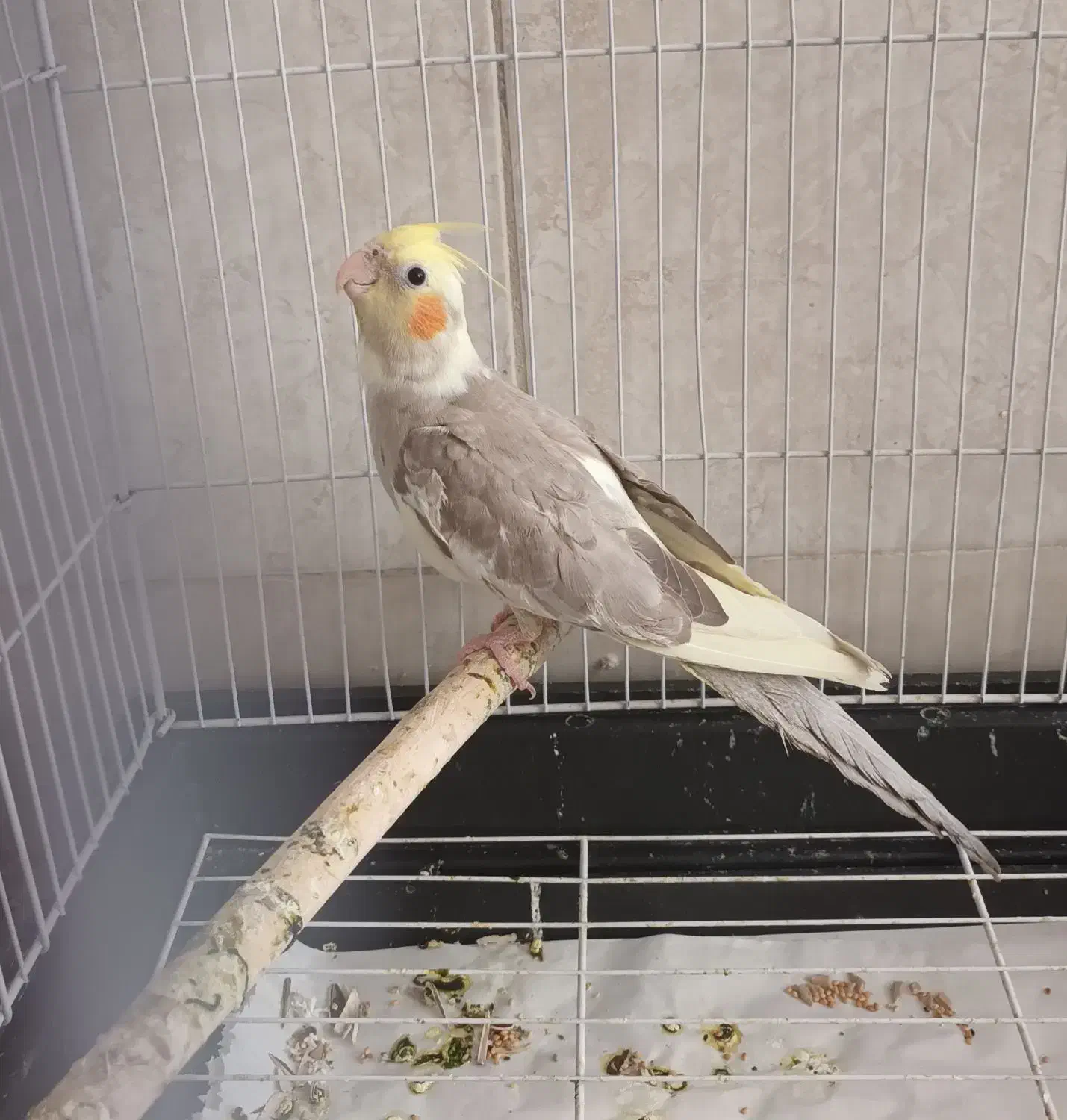 عروس هلندی از نژاد سخنگو|پرنده|قم, چهار مردان|دیوار