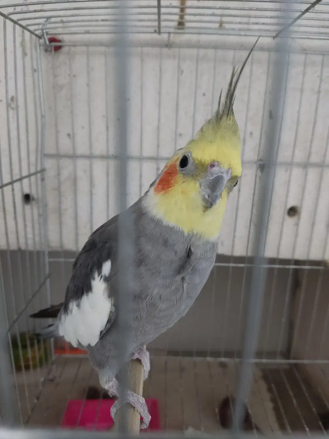 عروس هلندی نر بالغ|پرنده|ساری, |دیوار