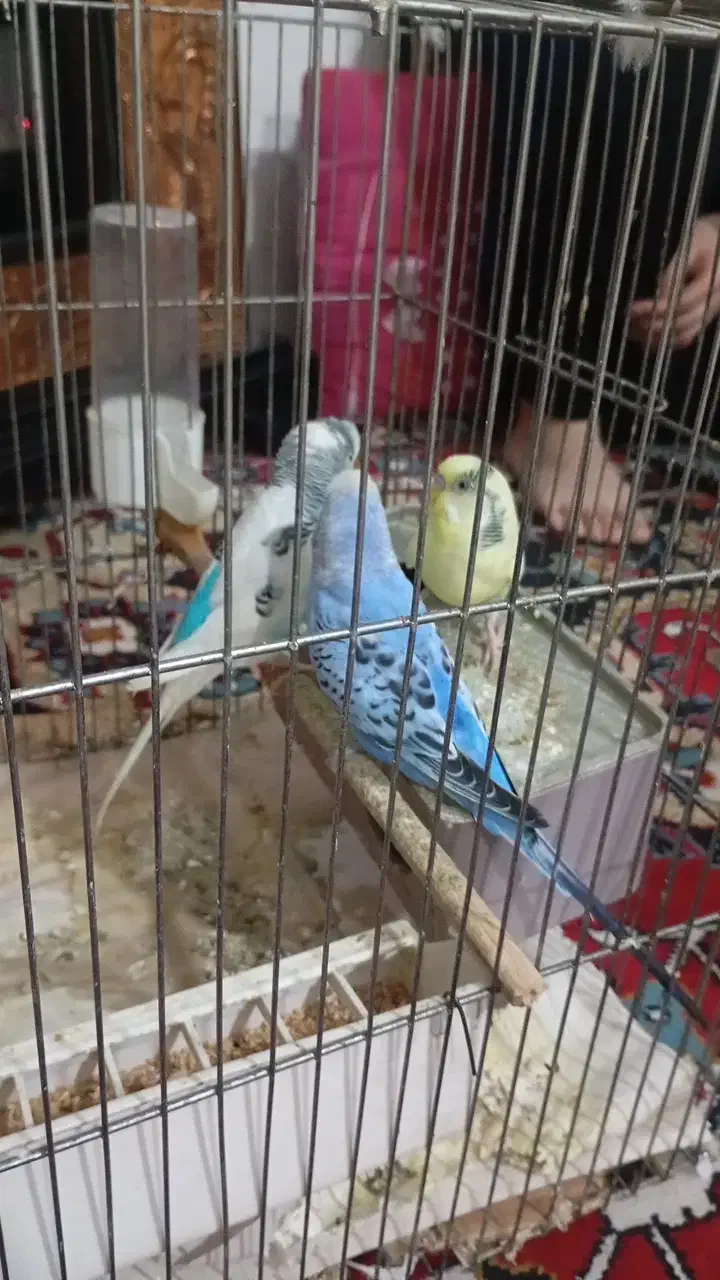 سه تا مرغ عشق|پرنده|ماهدشت, |دیوار