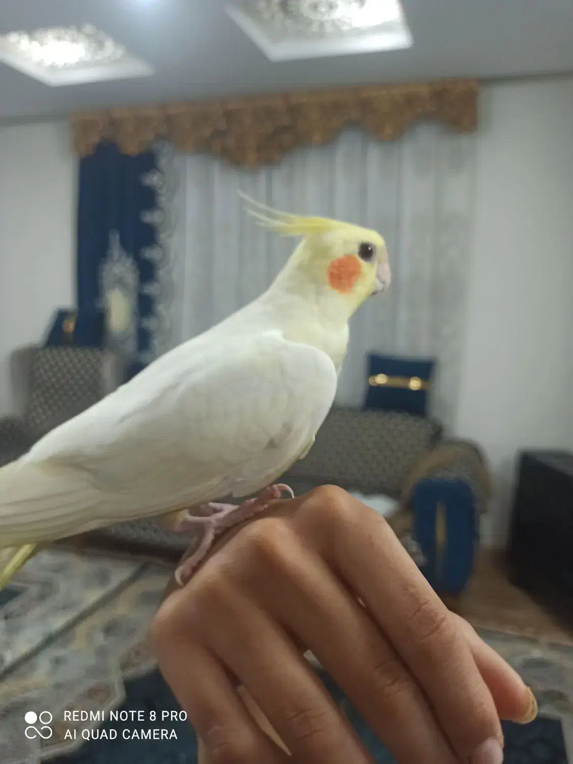 یک عروس هلندی ماده|پرنده|قرچک, زیبا شهر|دیوار