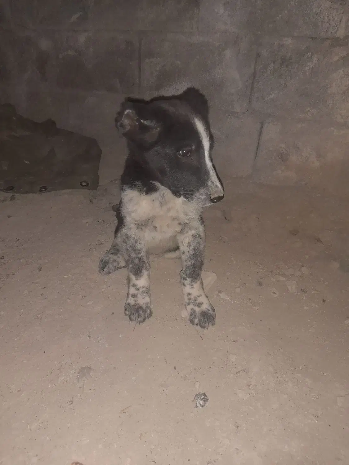 سگ نر قدریجونی|سگ|باغ ملک, |دیوار