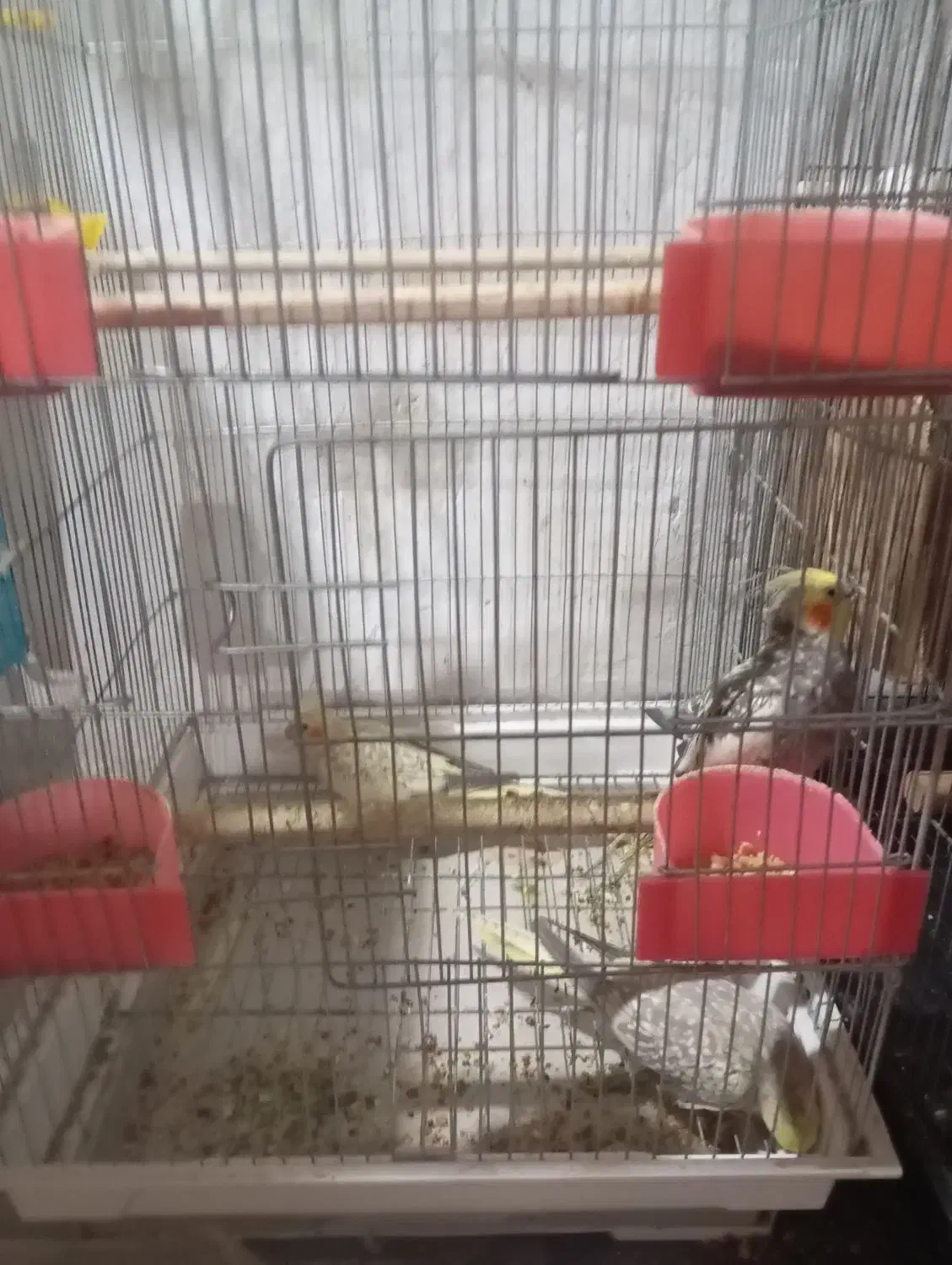 عروس هلندی|پرنده|لولمان, |دیوار