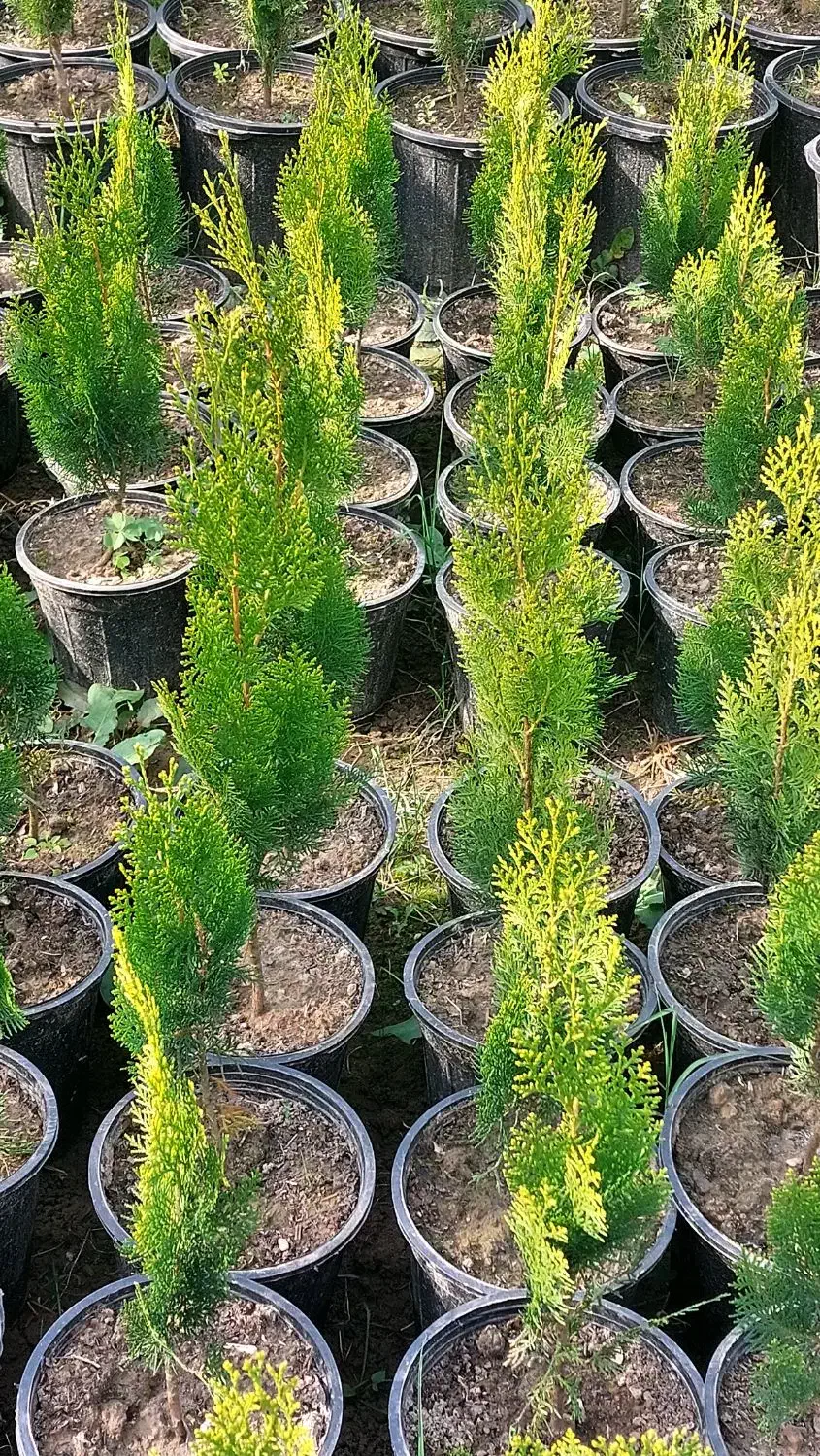 کاج کامیس نوکدار فشرده|فعالیت داوطلبانه|کلاچای, |دیوار