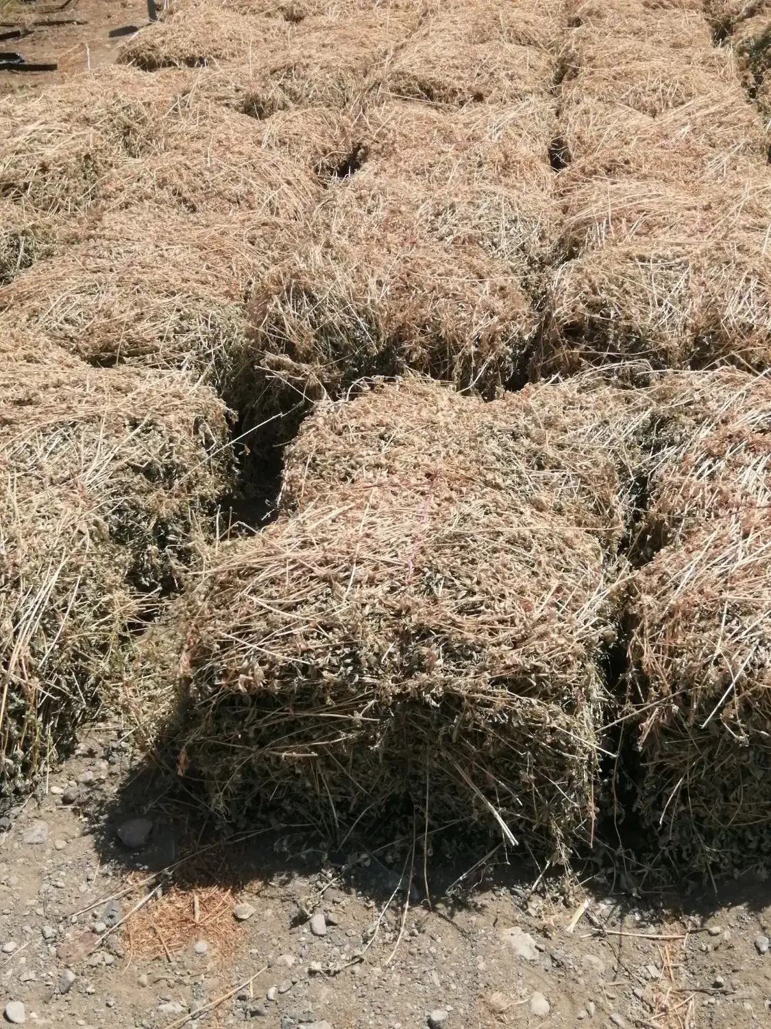 فروش یونجه|خدمات باغبانی و درختکاری|منوجان, |دیوار