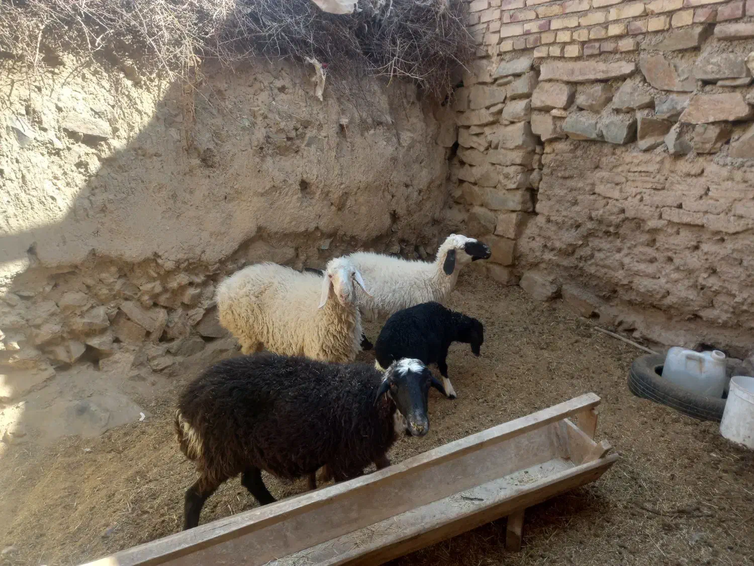 میش وبره|حیوانات مزرعه|بیرجند, |دیوار