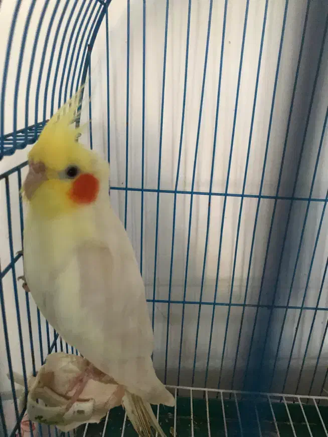 عروس هلندی نر|پرنده|ماسال, |دیوار