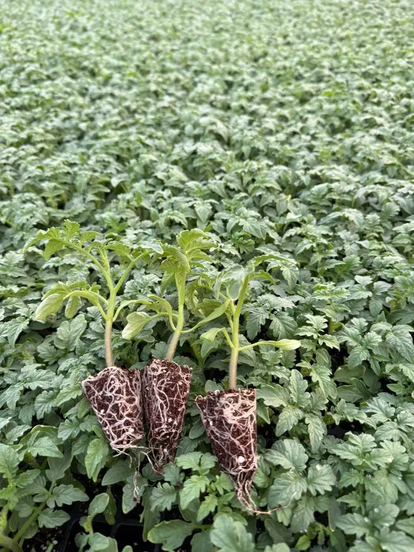 سلام نیاز مند پلاستیک ۴متری دسته دوم هستم|خدمات باغبانی و درختکاری|قلعه گنج, |دیوار