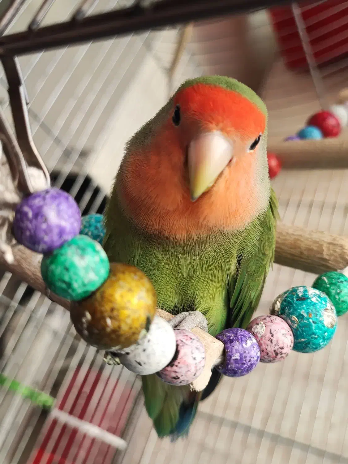 طوطی برزیلی|پرنده|ری, ملک‌آباد|دیوار