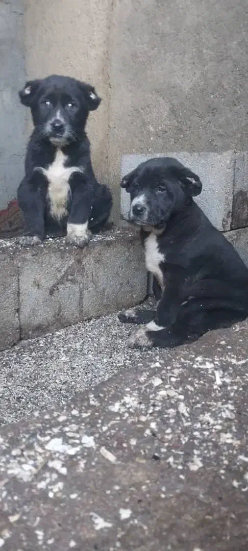 توله سگ الابای روسی|سگ|اصفهان, بهارستان|دیوار