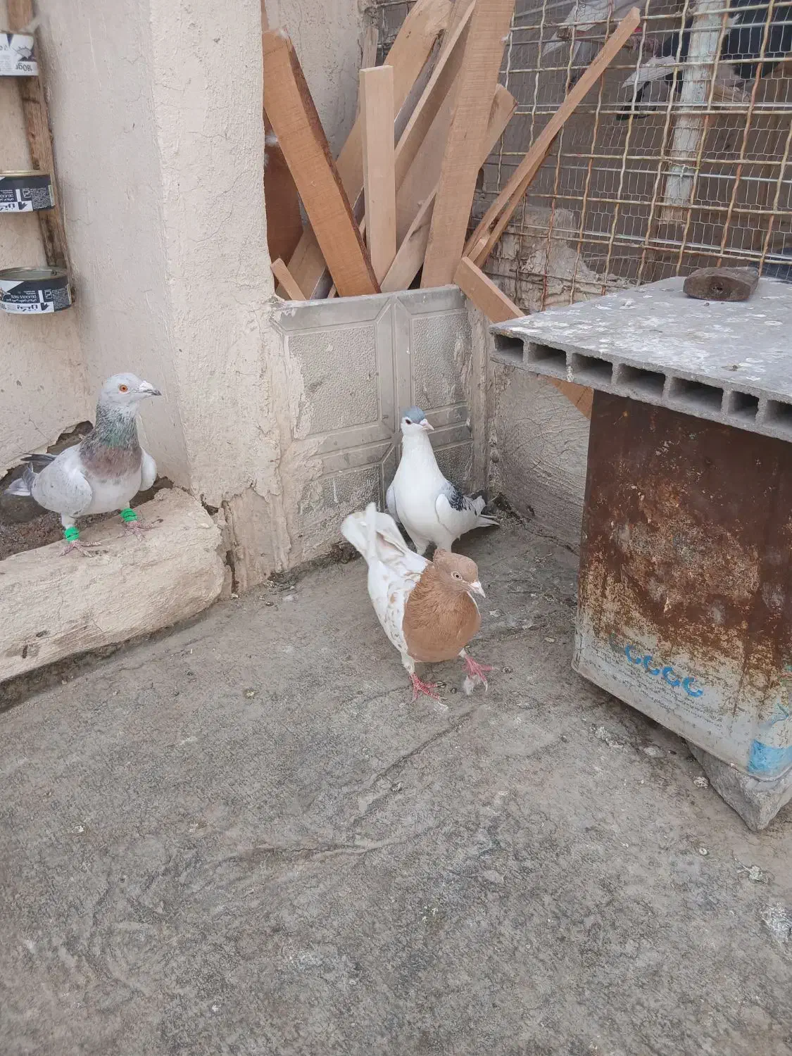 کفتر بوم پرشی|پرنده|مشهد, ویلاشهر|دیوار