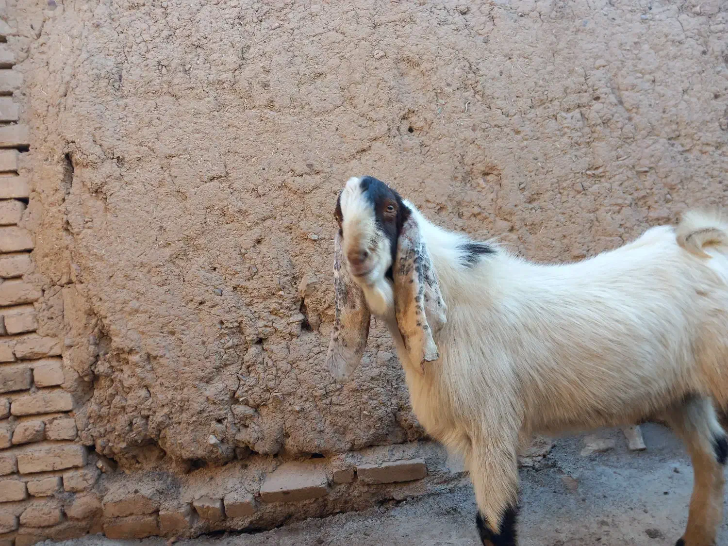 بز غاله پاکستانی|حیوانات مزرعه|ضیاء آباد, |دیوار