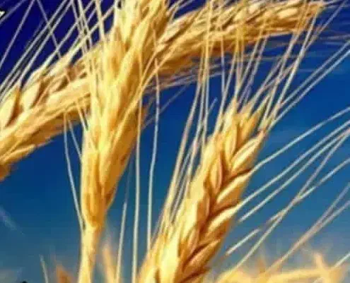 گندم|عمده‌فروشی|بانش, |دیوار