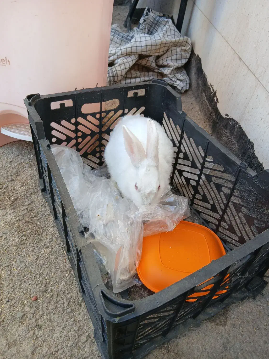 خرگوش|موش و خرگوش|شاهینشهر, طالقانی|دیوار