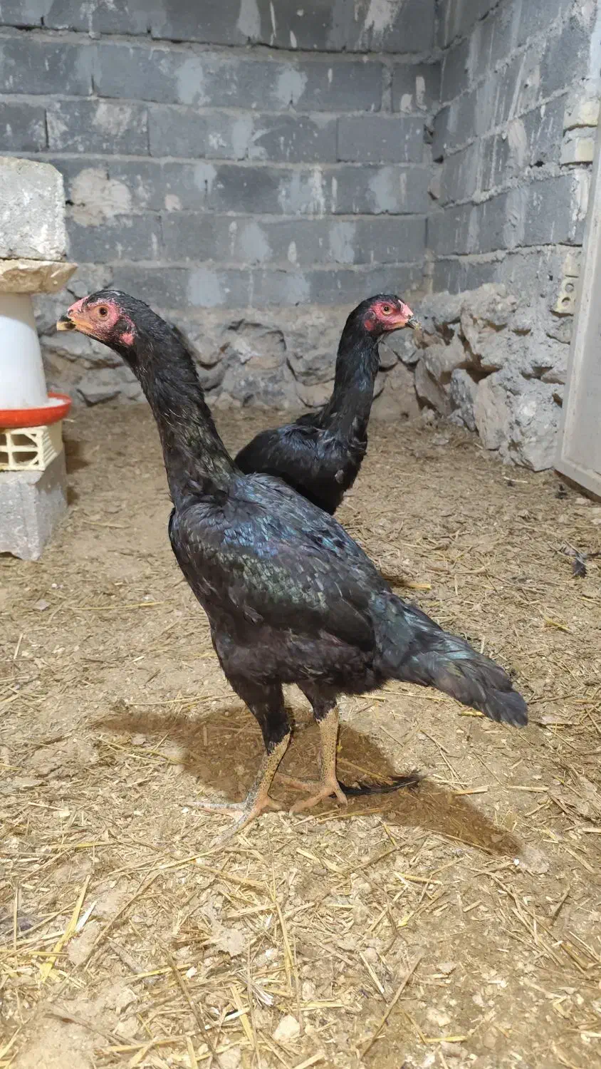 مرغ لاری اوشامو|حیوانات مزرعه|درگز, |دیوار