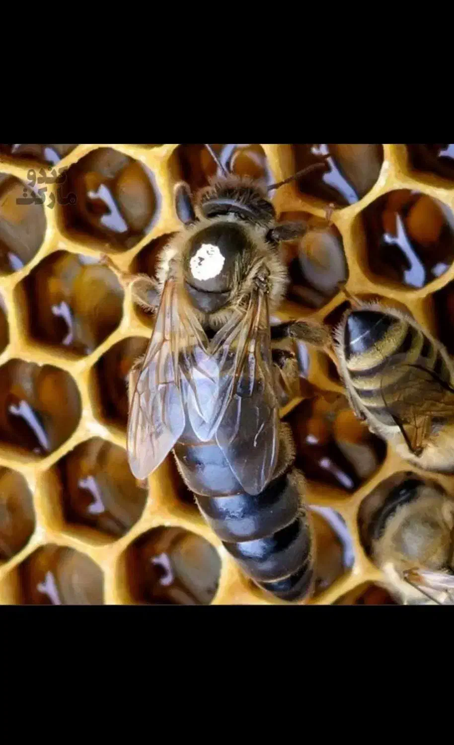 زنبور|حیوانات مزرعه|کردکوی, |دیوار