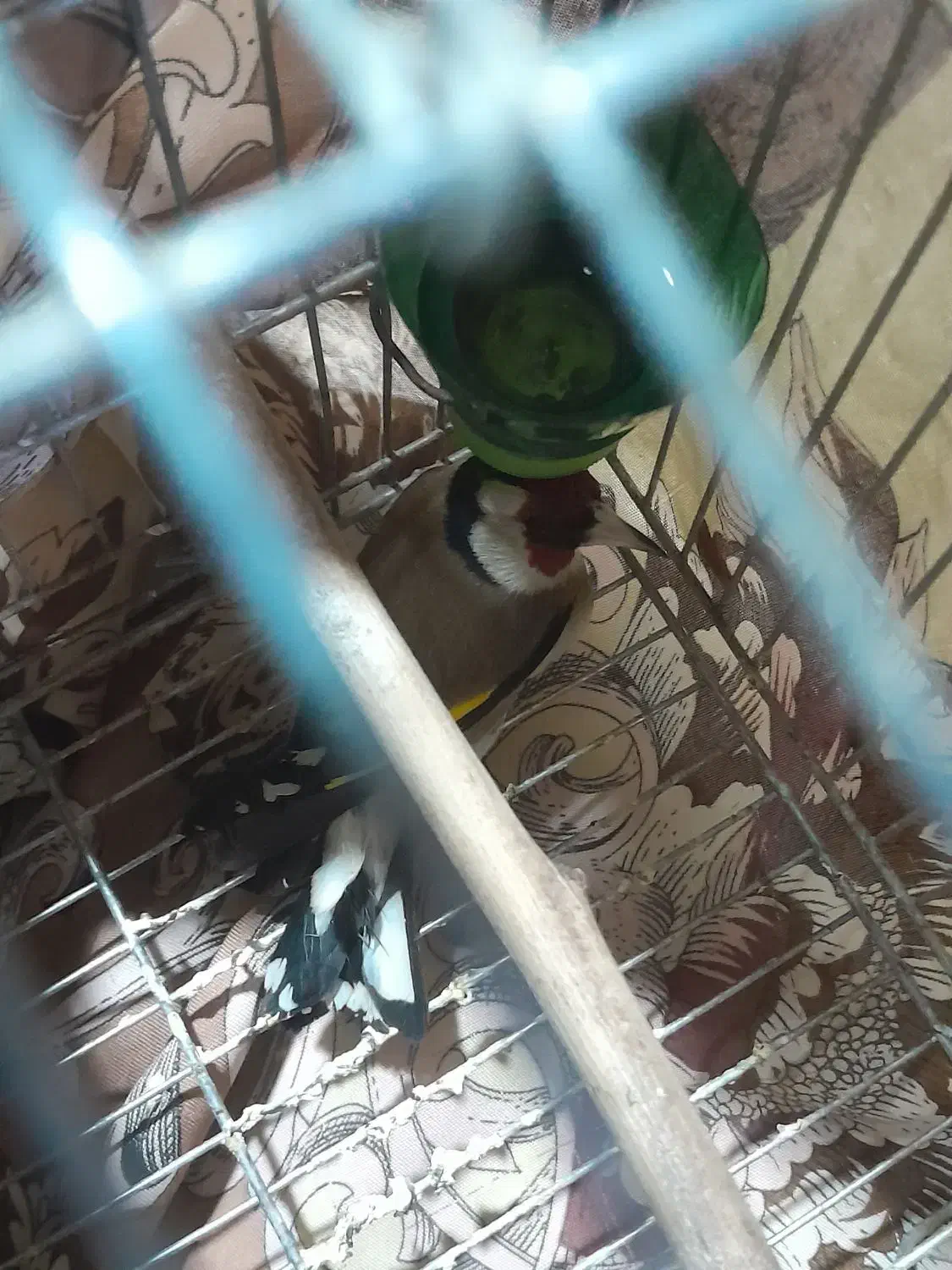 سهره|پرنده|تویسرکان, |دیوار