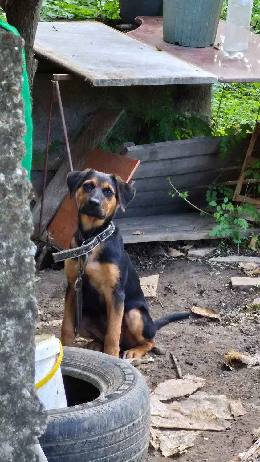 واگذاری|سگ|کتالم و سادات شهر, |دیوار