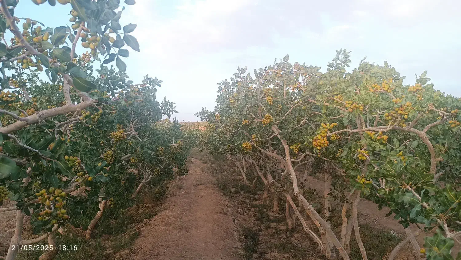 باغ پسته|فروش دفتر صنعتی، کشاورزی، تجاری|فردوس (خراسان), |دیوار