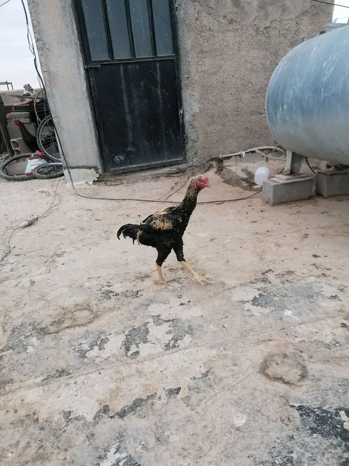 خروس لا ر ی|حیوانات مزرعه|شریفآباد, |دیوار