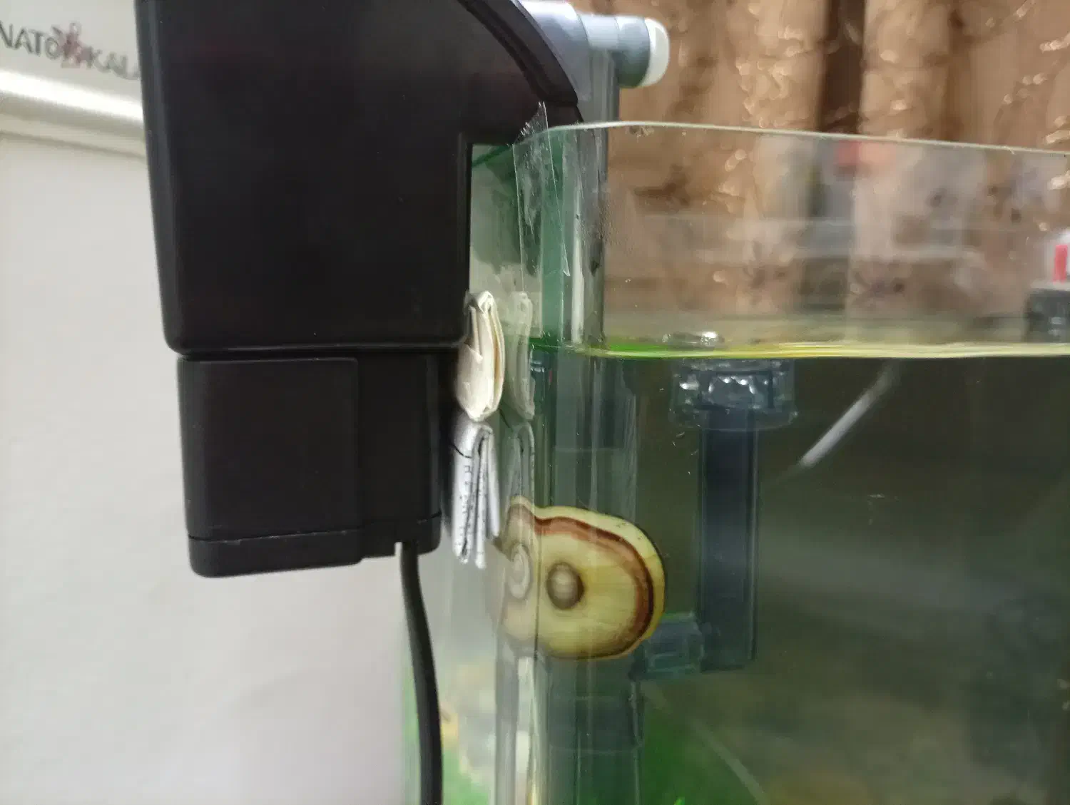 آکواریوم شیشه خم|ماهی|قزوین, |دیوار