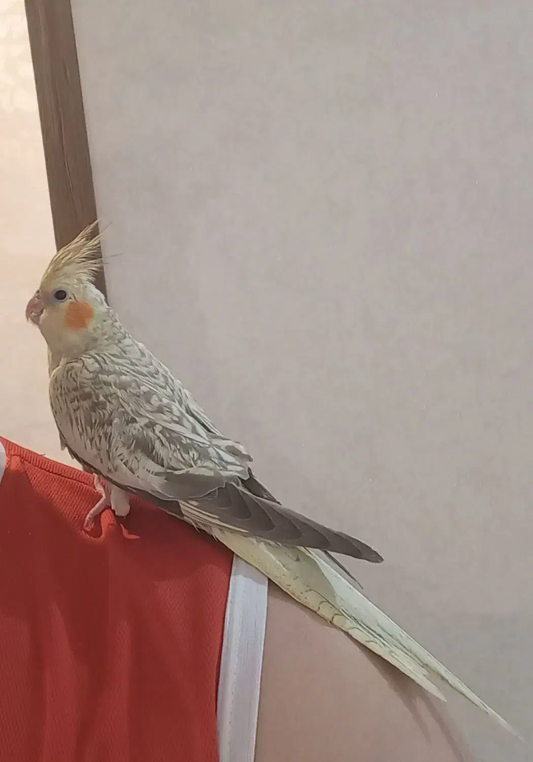 عروس هلندی مرواریدی|پرنده|تهران, تهرانسر شرقی|دیوار