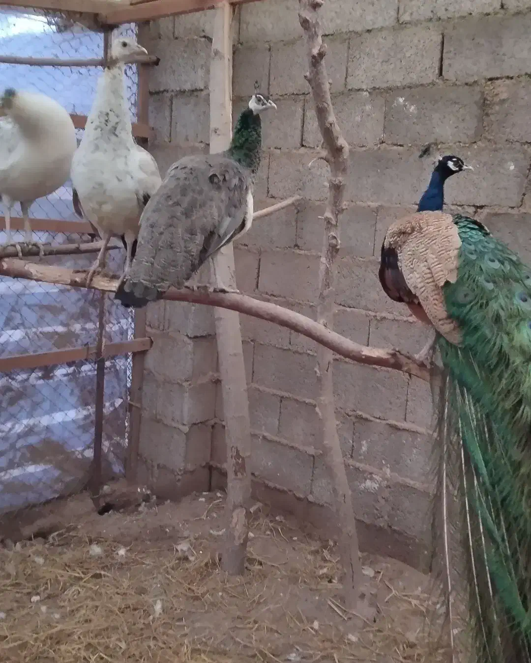 طاووس|پرنده|رشت, بلوار گیلان|دیوار