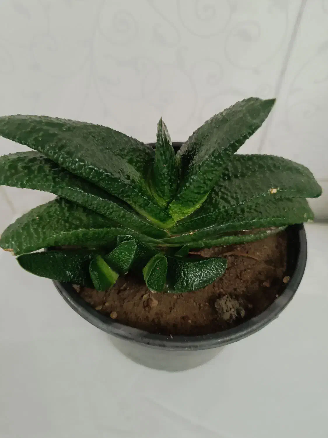 همه کاکتوسها باهم ۱۹۵ تومن|گل و گیاه طبیعی|مراغه, |دیوار