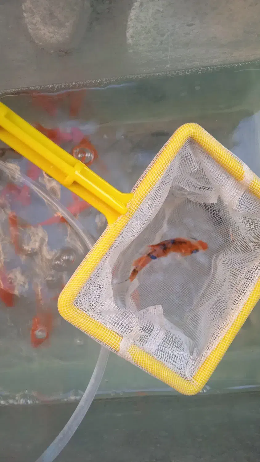 ماهی عمده|ماهی|باغ صفا, |دیوار