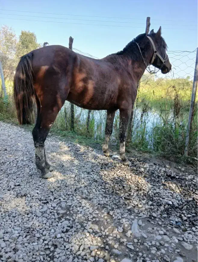 اسب کاسپین ۸ساله|اسب و تجهیزات اسب‌سواری|رشت, یخسازی|دیوار