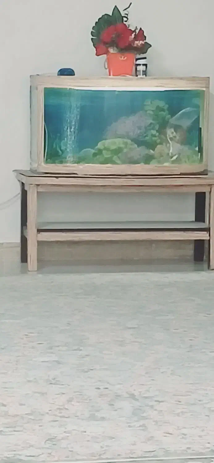 اکواریوم|ماهی|رشت, باهنر|دیوار