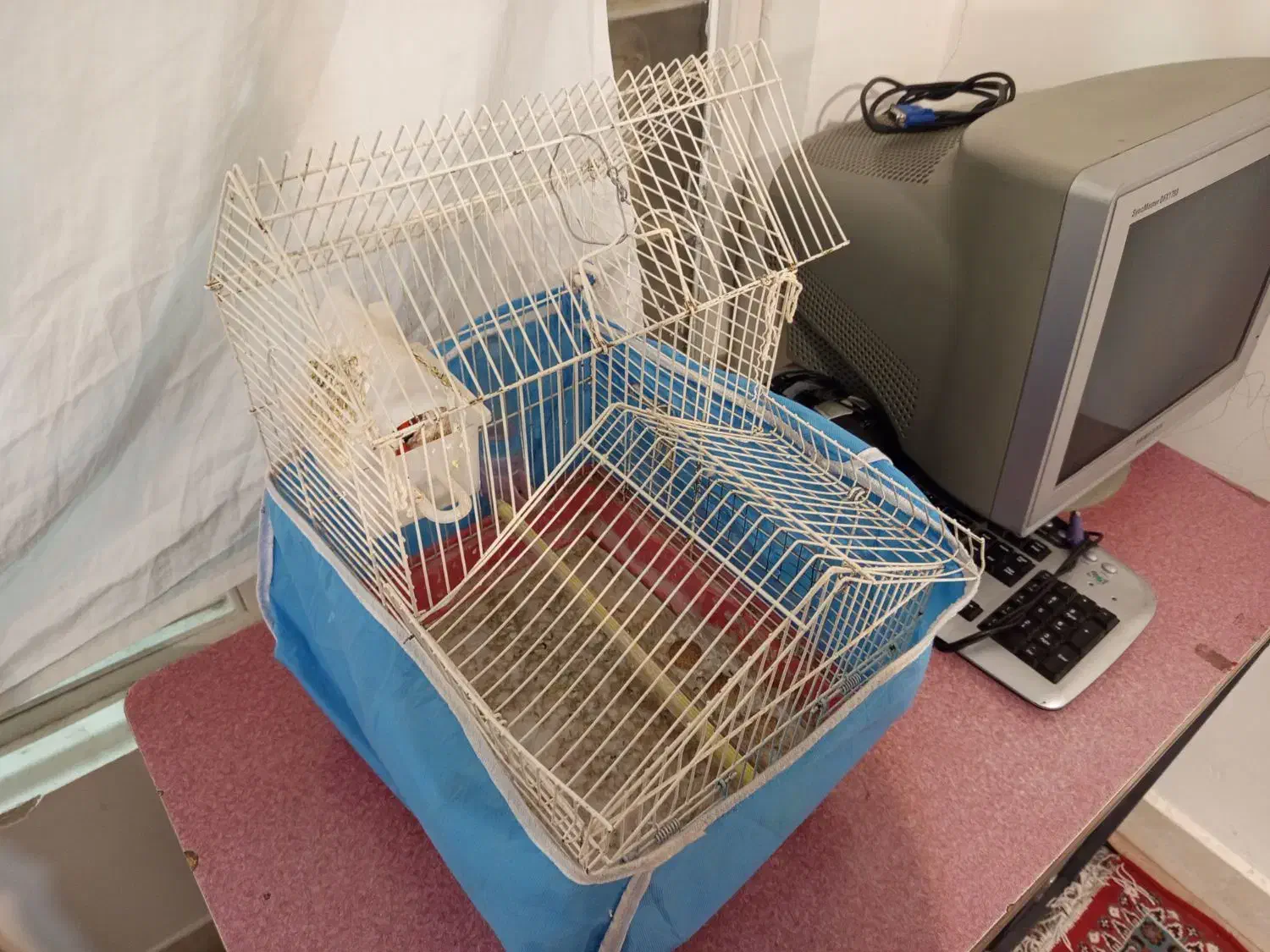 فنج باقفس|پرنده|تبریز, |دیوار