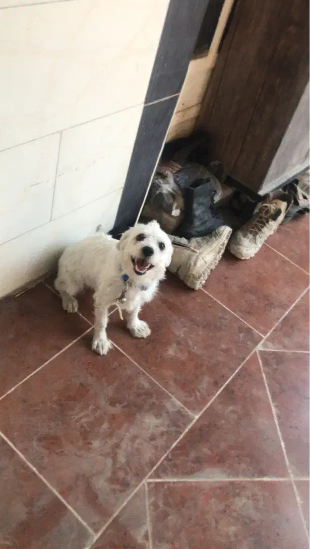 سگ شیتزو|سگ|بهبهان, |دیوار