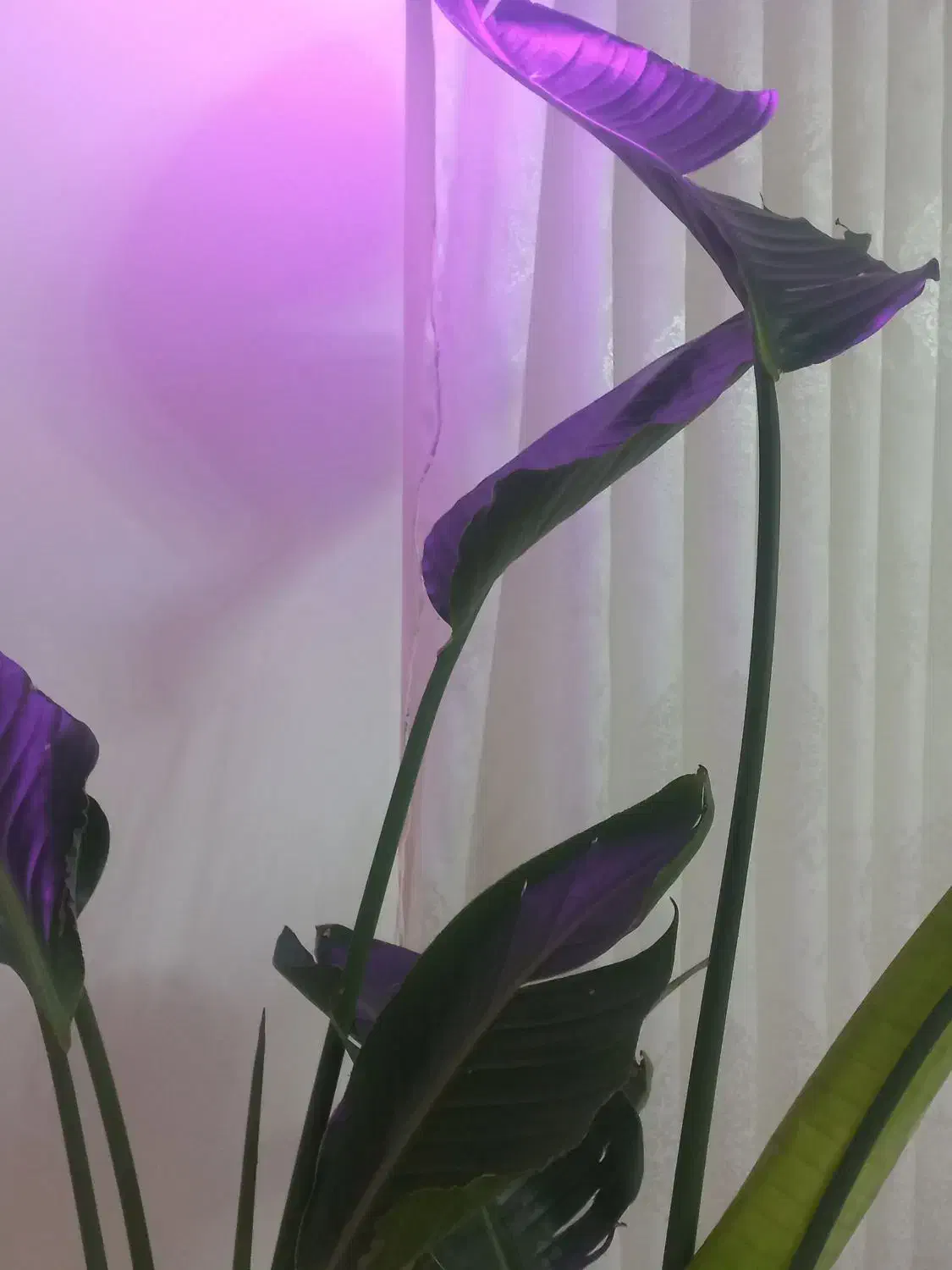 گل نی کولای|گل و گیاه طبیعی|تهران, افسریه شمالی|دیوار