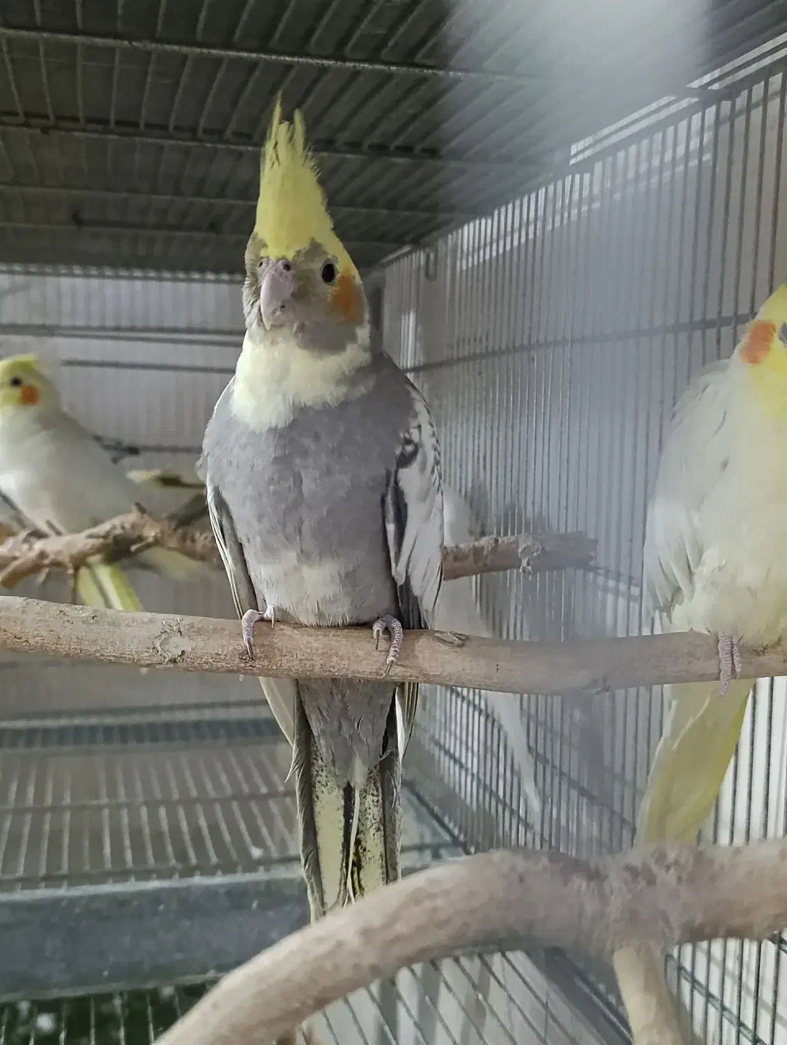 عروس هلندی ماده ابلغ نیمه دستی تقریبایکساله|پرنده|قم, لبچال|دیوار