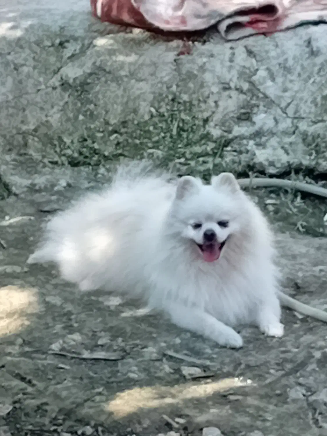 گمشده سگ پامر نر|حیوانات|آکند, |دیوار