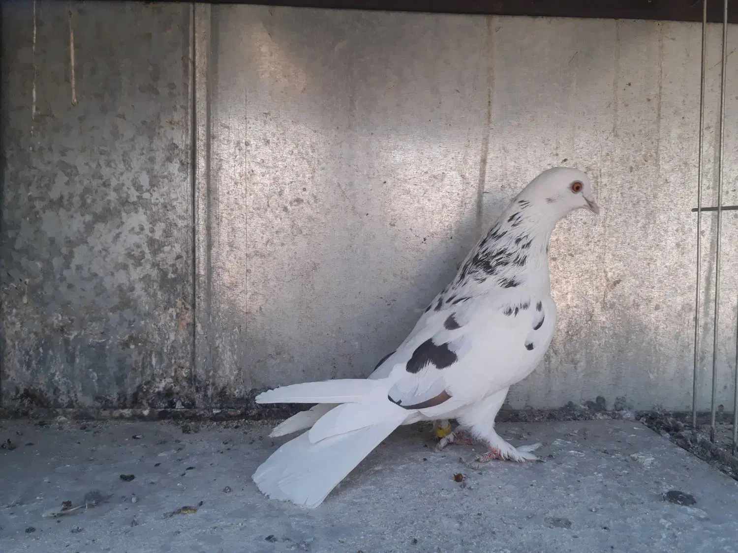 کبوتر نر و ماده|پرنده|تهران, یافت آباد شمالی|دیوار