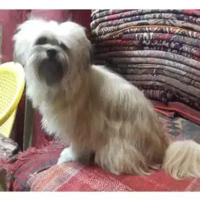 سگ شیتزو مهربون وتربیت شده 2ساله توافقی|سگ|کرج, مهرویلا شمالی|دیوار