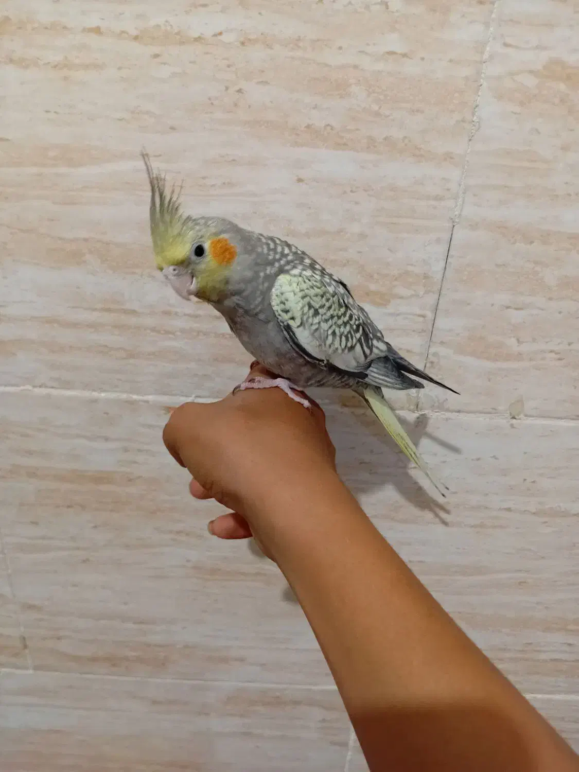 عروس هلندی دستی نر|پرنده|شیراز, کیان شهر|دیوار