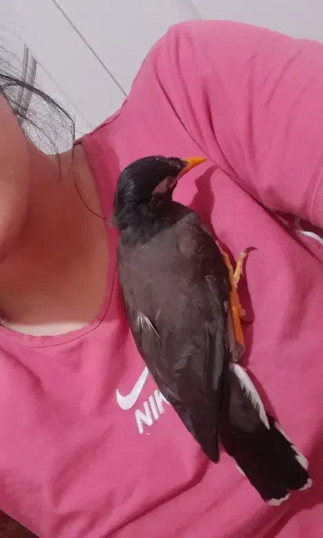 جوجه مینا نر رام و چلوندنی|پرنده|تهران, کیانشهر|دیوار