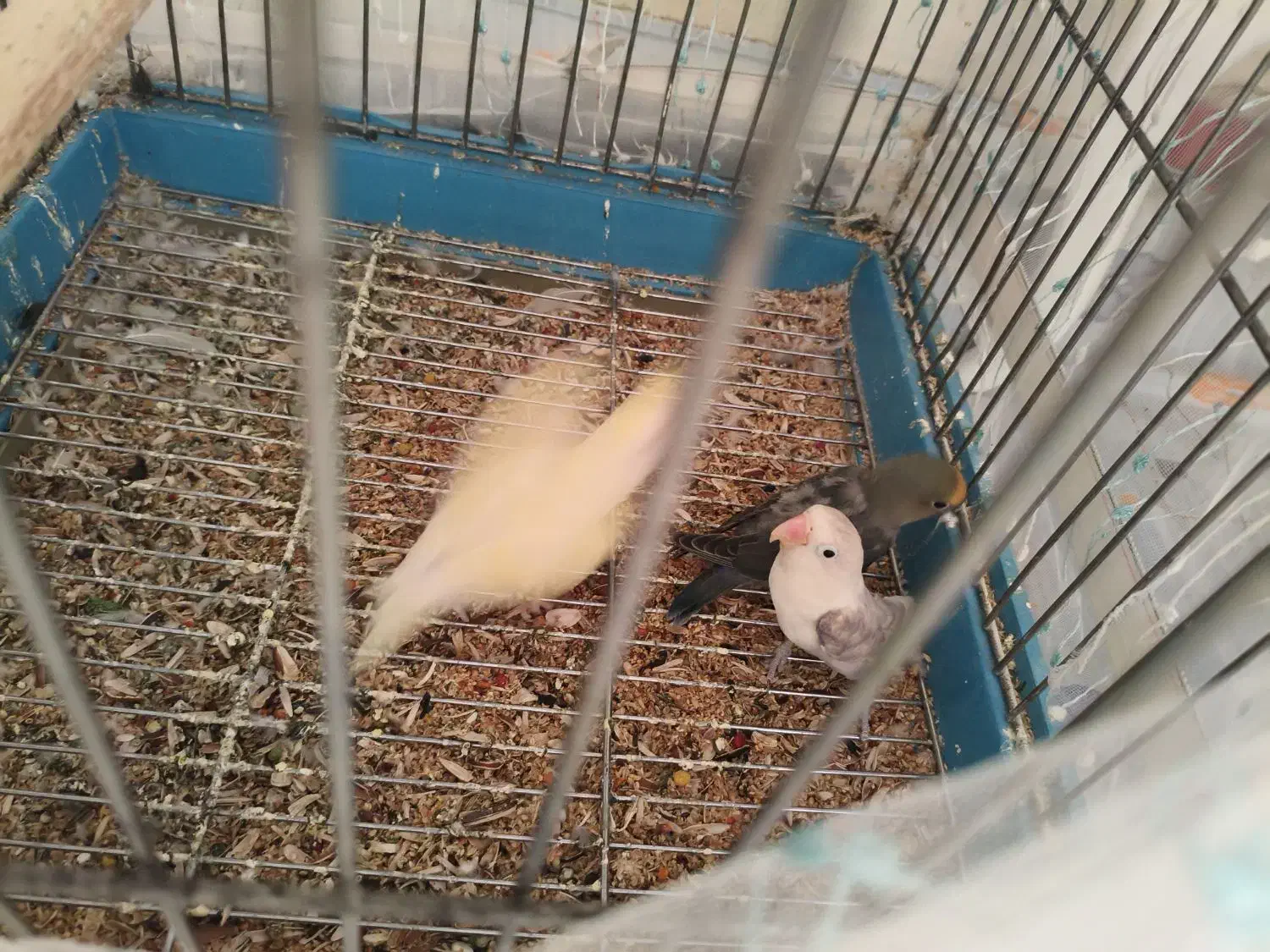 مولد طوطی برزیلی|پرنده|بومهن, |دیوار