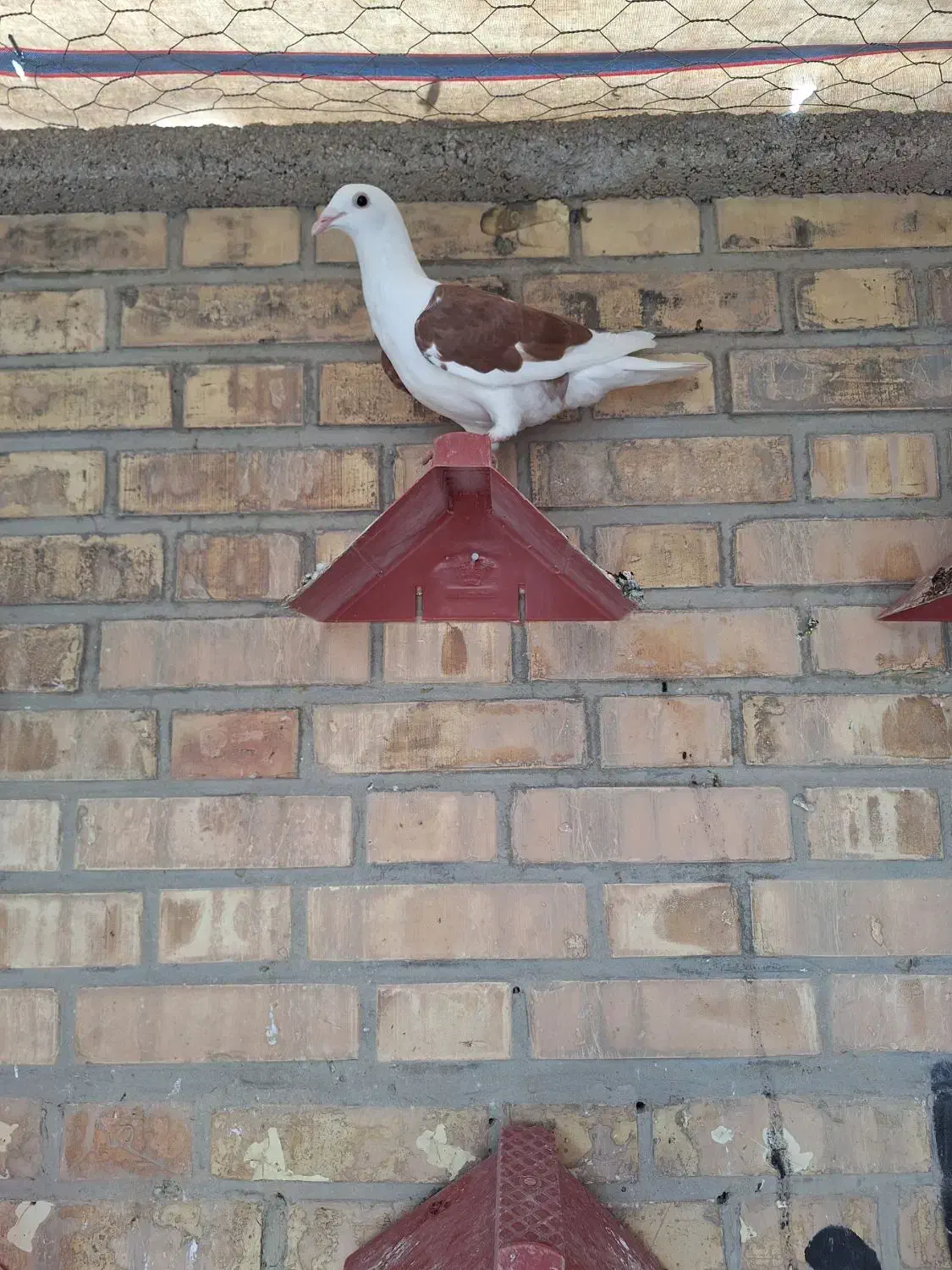 کبوتر|پرنده|بهبهان, |دیوار