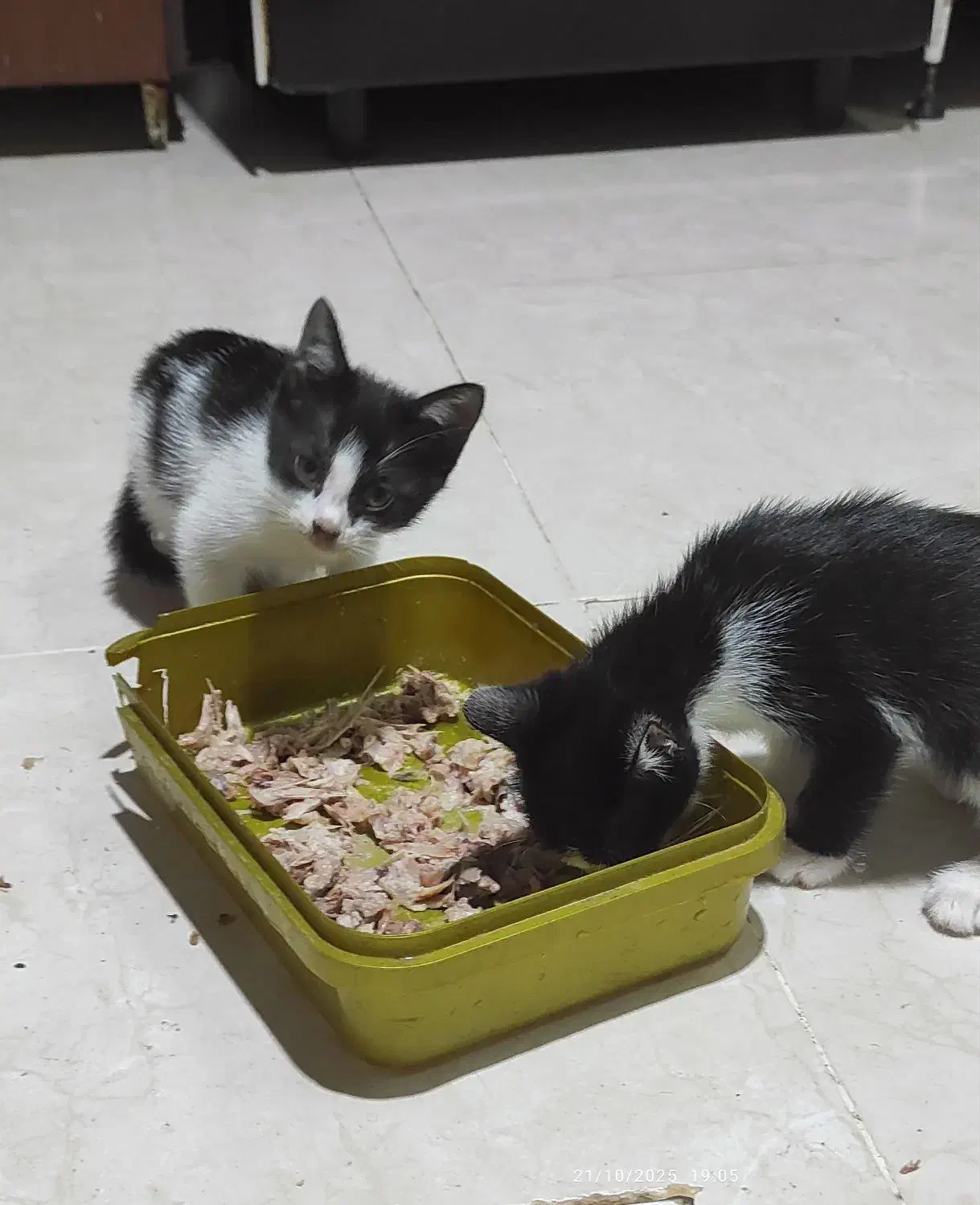 واگذاری رایگان|گربه|نشتارود, |دیوار