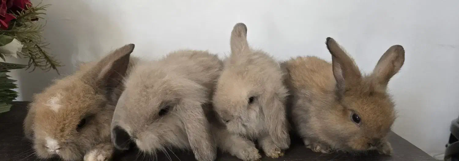 خرگوش لوپ|موش و خرگوش|کومله, |دیوار