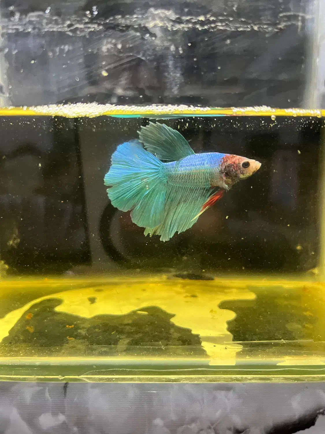 ماهی فایتر هافمون|ماهی|قدس, شهر‌قدس|دیوار