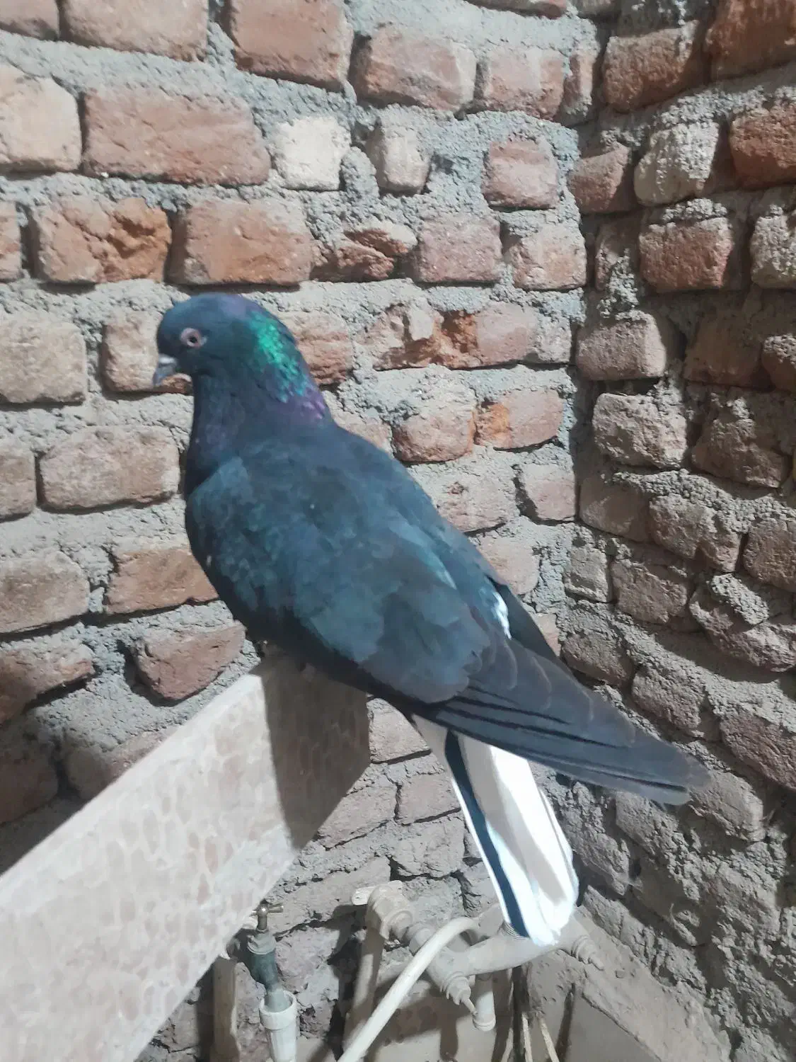 کبوتر دم سفید ماده|پرنده|ثمرین, |دیوار