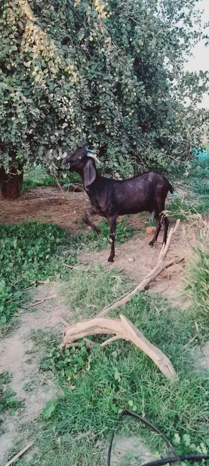 بز هیکلی|حیوانات مزرعه|جیرفت, |دیوار