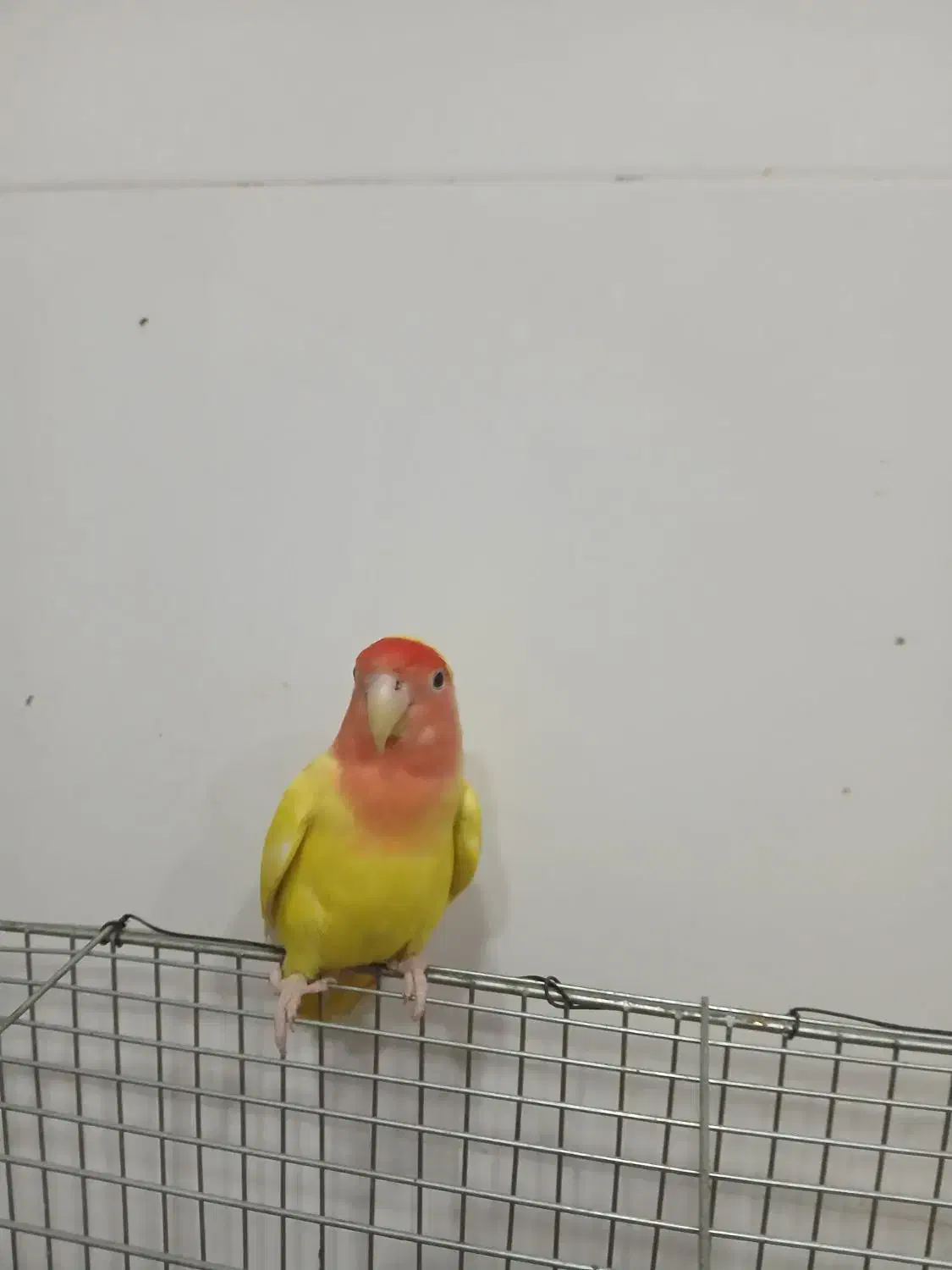 طوطی برزیلی|پرنده|شبانکاره, |دیوار