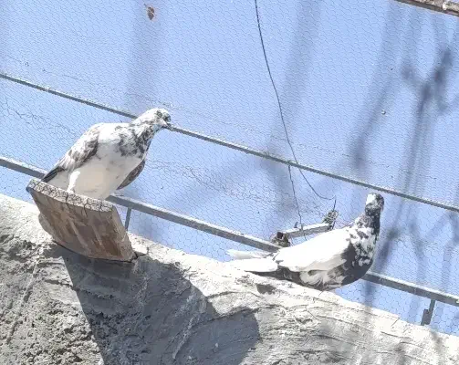 کبوتر پرشی ساعت پر|پرنده|کرمان, |دیوار