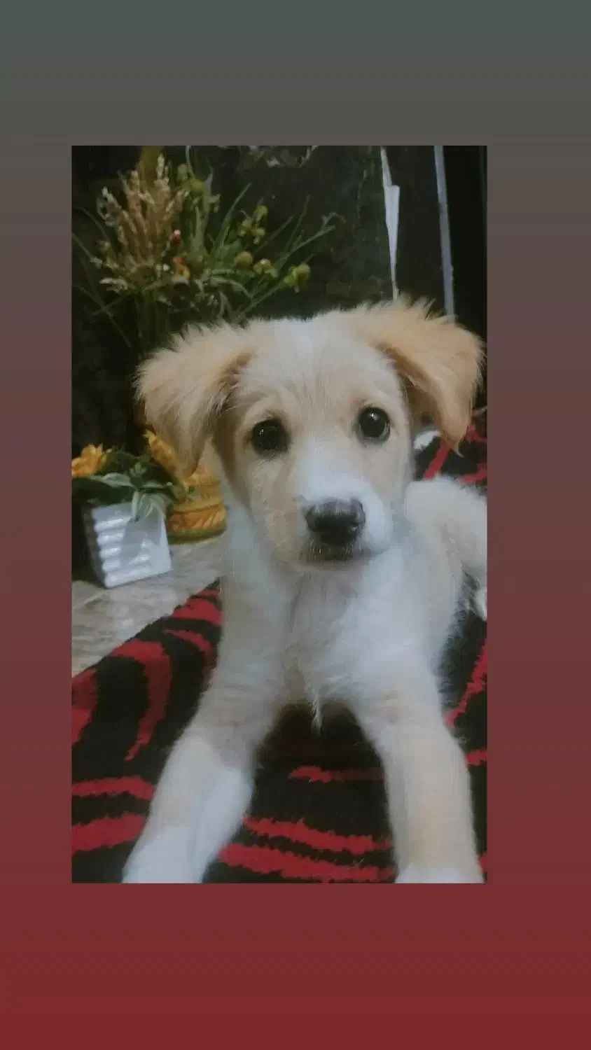 فروش فوری|سگ|آبادان, |دیوار