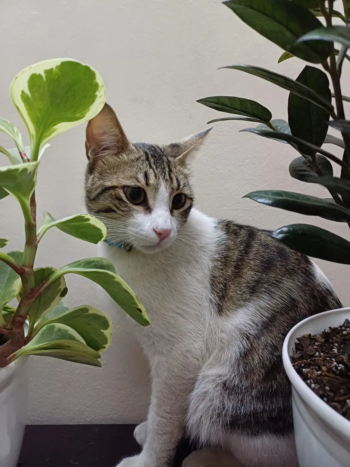 واگذاری گربه DSH|گربه|بابل, |دیوار